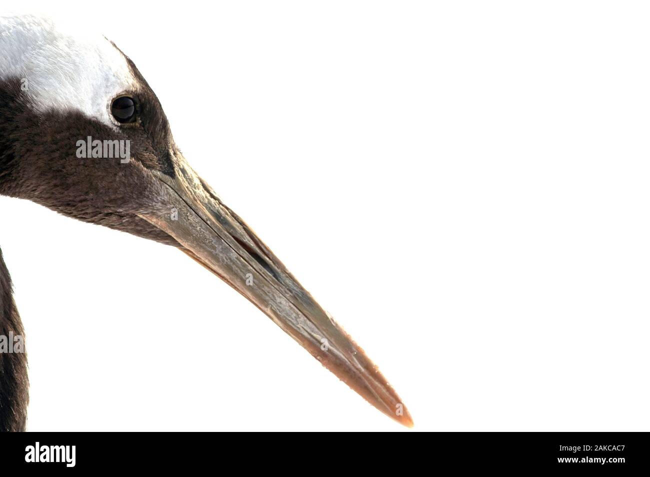 La grue, grue à couronne rouge (Grus japonensis), Portrait, Japon Banque D'Images