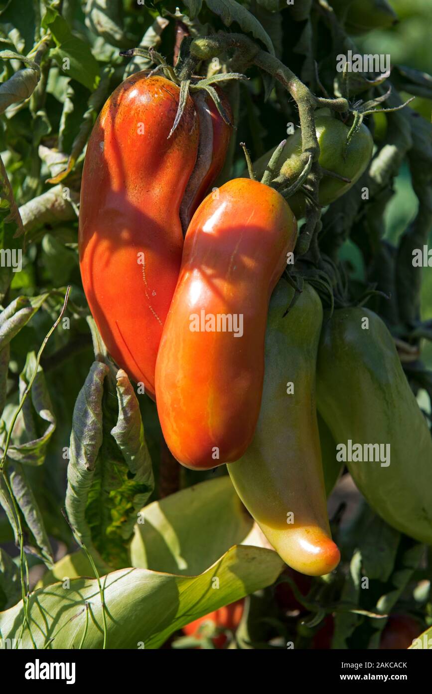 Les tomates dans le jardin (Solanium lycopersicum), France Banque D'Images