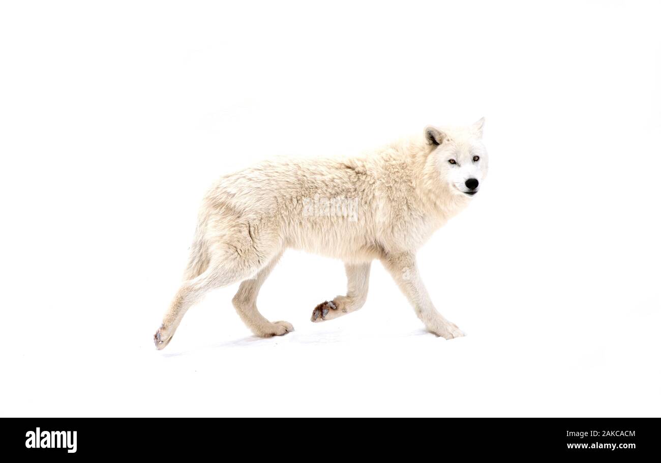 Loup arctique dans la neige (Canis lupus arctos) Banque D'Images