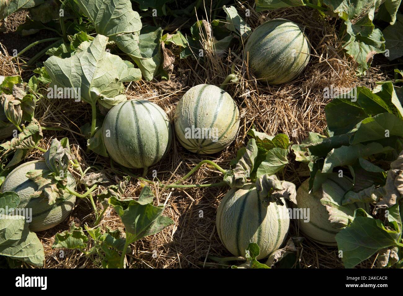 Jardin de melon (Cucumis melo), France Banque D'Images
