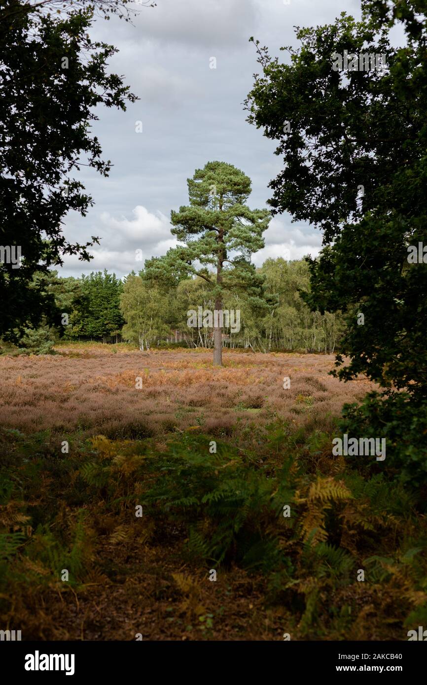 La lande à la fin de l'été après la Heather a été en fleur Banque D'Images