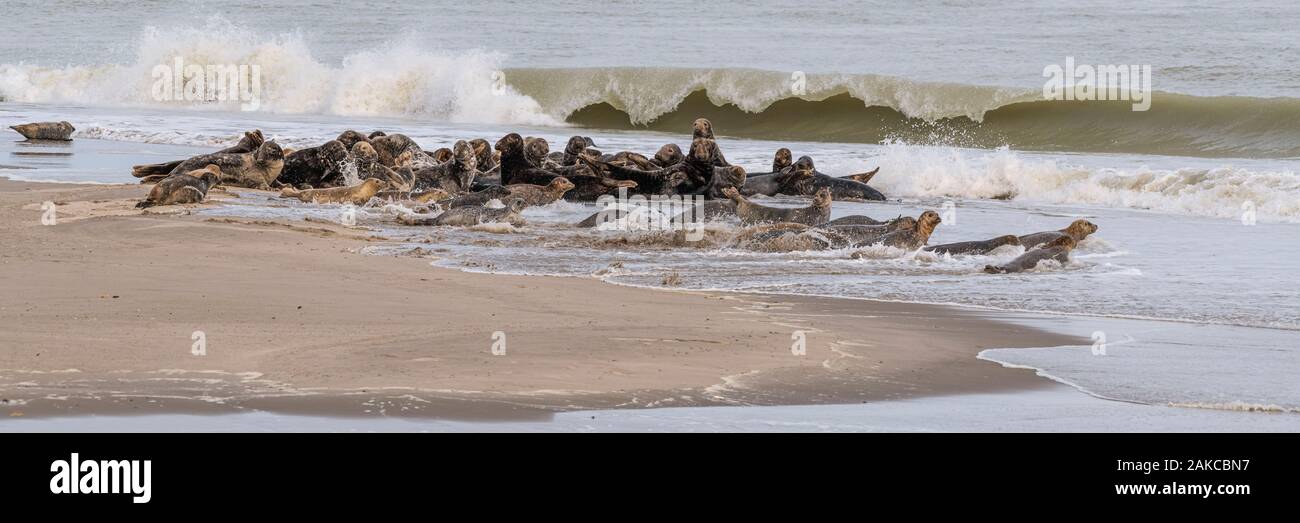 France, somme (80), Baie de Somme, Le Crotoy, Le Hourdel une colonie de phoques sur le banc tandis que de fortes vagues viennent à leur inondation Banque D'Images