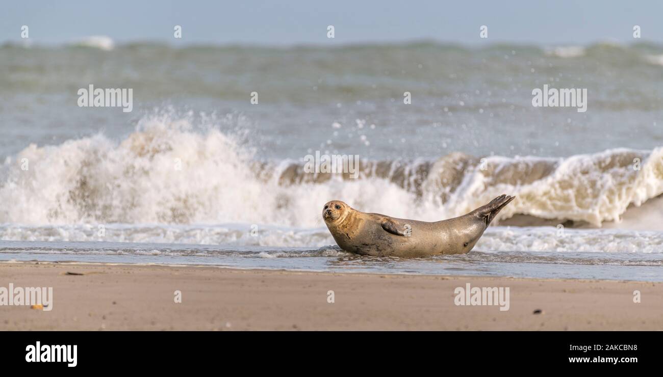 France, somme (80), Baie de Somme, Le Crotoy, Le Hourdel une colonie de phoques sur le banc tandis que de fortes vagues viennent à leur inondation Banque D'Images