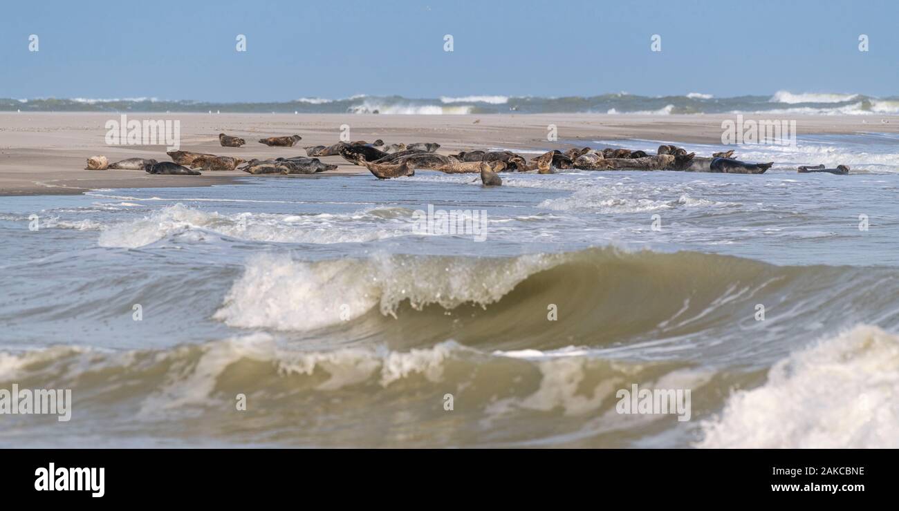 France, somme (80), Baie de Somme, Le Crotoy, Le Hourdel une colonie de phoques sur le banc tandis que de fortes vagues viennent à leur inondation Banque D'Images