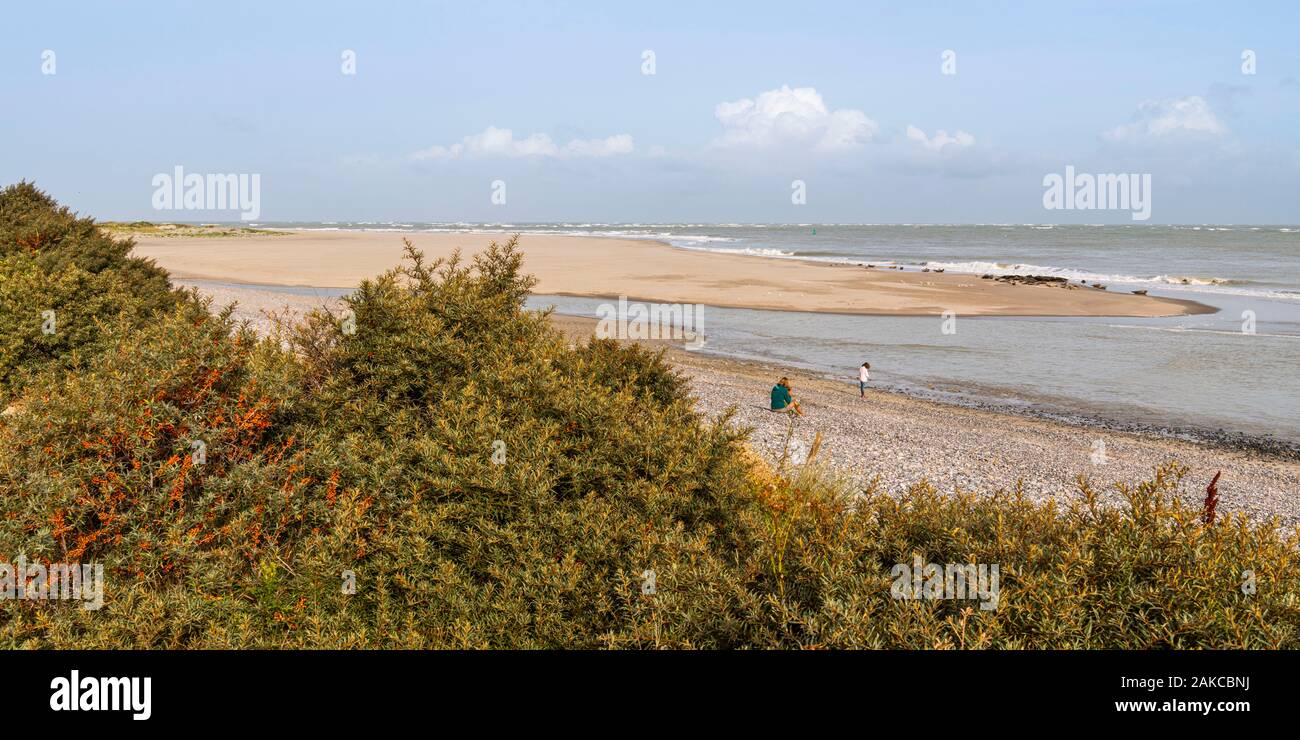 France, somme (80), Baie de Somme, Le Crotoy, Le Hourdel une colonie de phoques sur le banc tandis que de fortes vagues viennent à leur inondation Banque D'Images