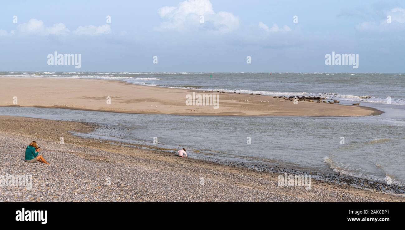 France, somme (80), Baie de Somme, Le Crotoy, Le Hourdel une colonie de phoques sur le banc tandis que de fortes vagues viennent à leur inondation Banque D'Images