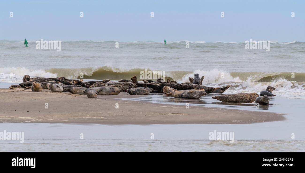 France, somme (80), Baie de Somme, Le Crotoy, Le Hourdel une colonie de phoques sur le banc tandis que de fortes vagues viennent à leur inondation Banque D'Images