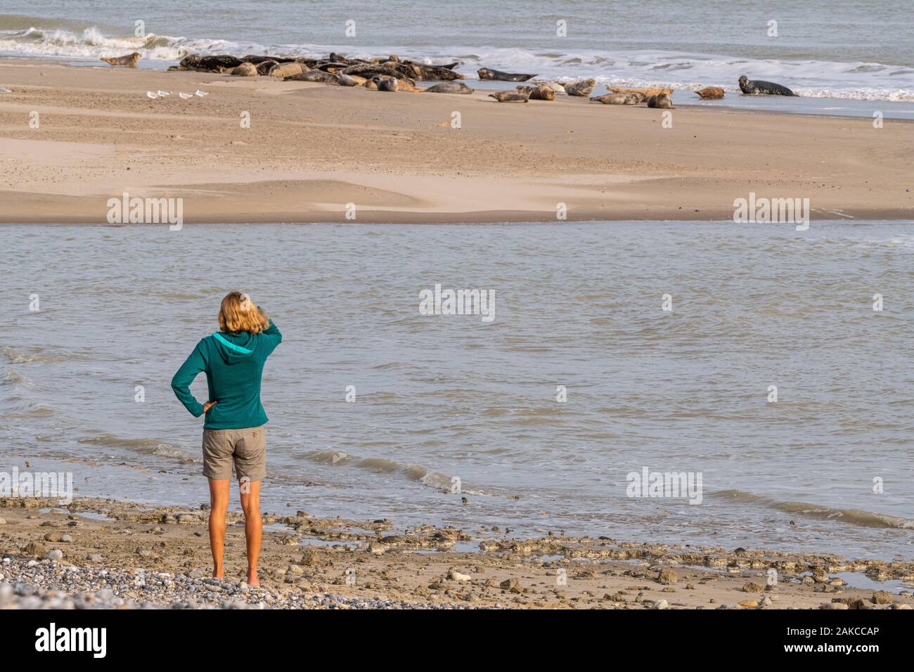 France, somme (80), Baie de Somme, Le Crotoy, Le Hourdel une colonie de phoques sur le banc tandis que de fortes vagues viennent à leur inondation Banque D'Images