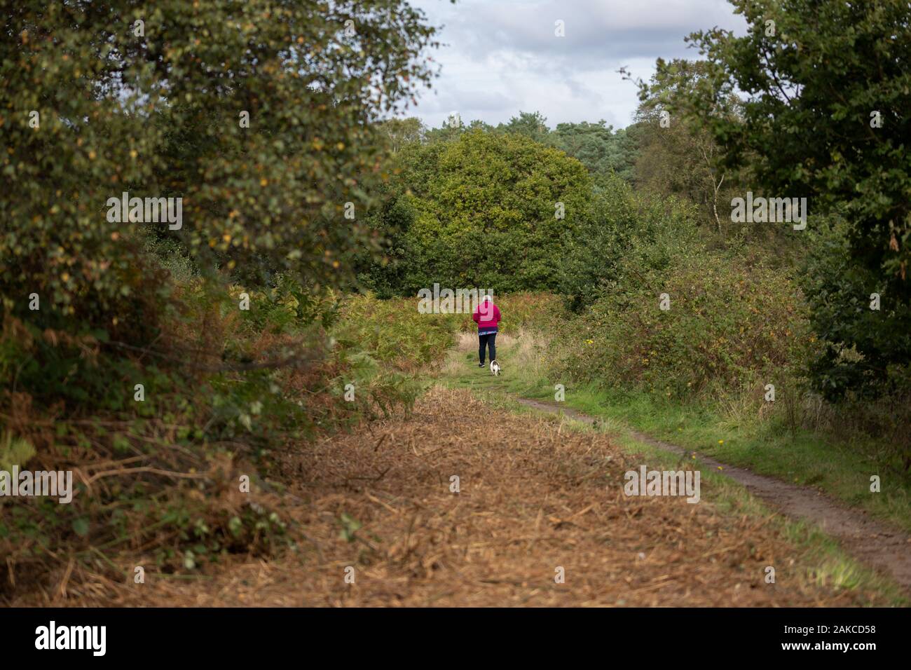 Une femme d'âge moyen en tenant son chien pour une promenade par un sentier forestier Banque D'Images