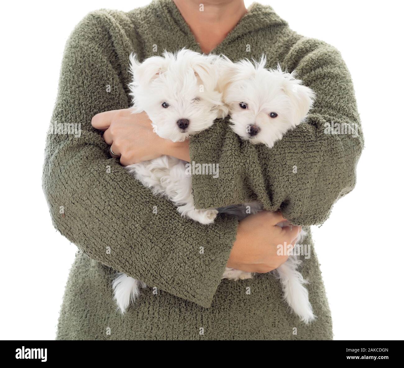 Femme tenant deux jeunes chiots maltais isolé sur blanc. Banque D'Images