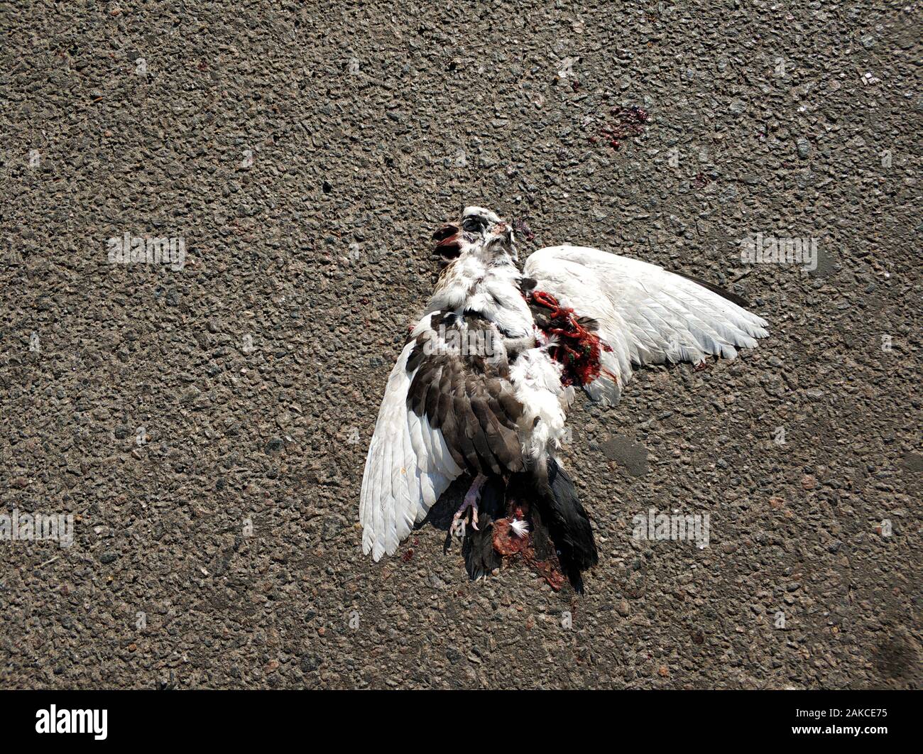 Bloody Dead pigeon blanc et sur route asphaltée. Banque D'Images