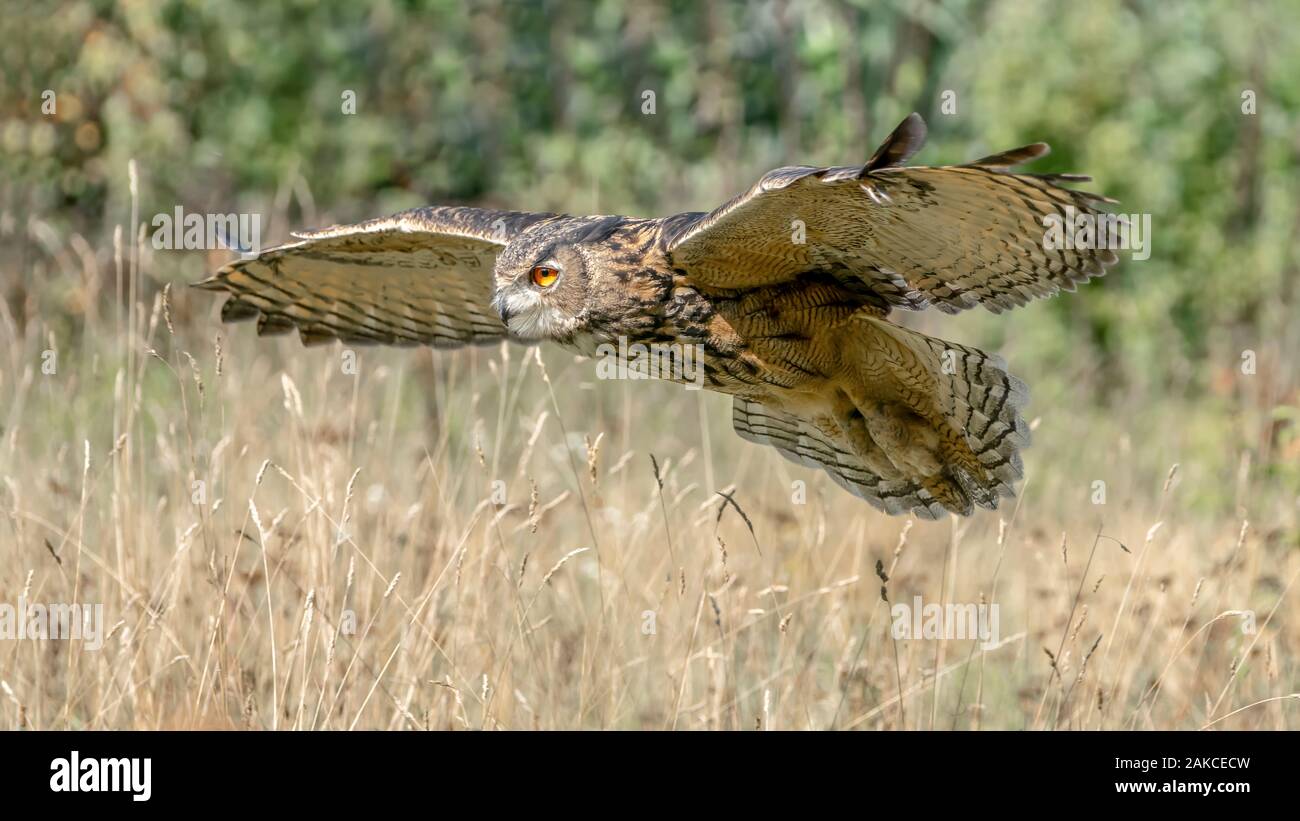 Grand owl (Bubo bubo) volant bas au-dessus de l'herbe. Noord Brabant aux Pays-Bas. Banque D'Images