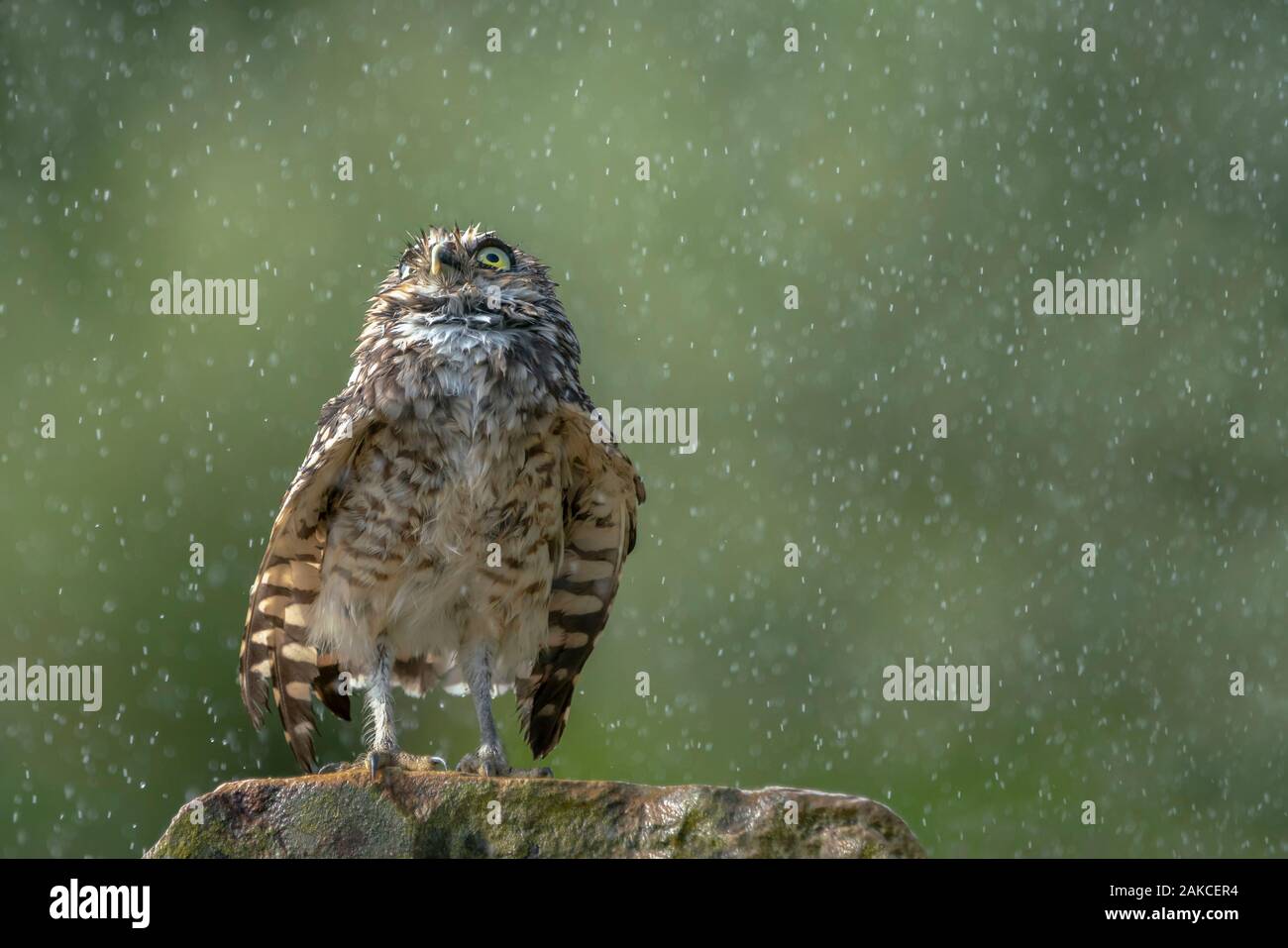 Chevêche des terriers (Athene cunicularia) debout dans la pluie. Noord Brabant aux Pays-Bas. Banque D'Images