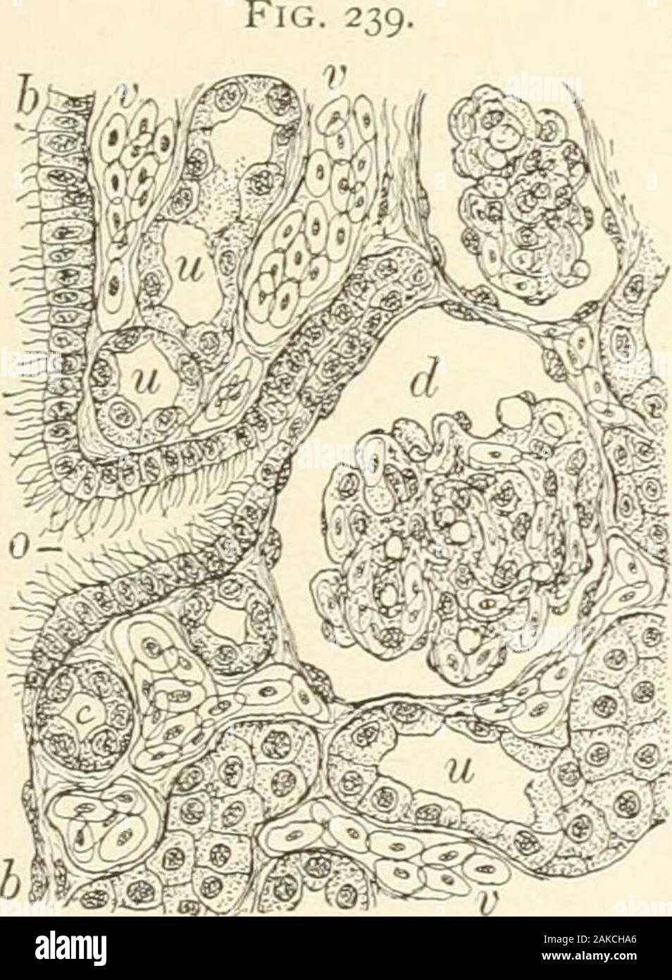 Manuel d'Histologie normale : y compris un compte de l'élaboration des tissus et des organes . stitial les tissus, ainsi que celles de l'épithélium capsulaire. 2. Au cou l'épithélium aplati devient brusquement cuboidaland assume rapidement la nature de la paroi de l'convolutedtubule. L'existence d'épithélium cilié au cou ou dans le rein de mammifère a été affirmé, mais pas satis-bien établi ; dans beaucoup d'animaux inférieurs, toutefois, comme dans d'amphibiens, de la présence de cils est facilement démontré, comme c'est sage de l'existence de tubul Banque D'Images