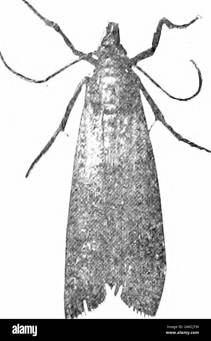 Le sud de grandes cultures (à l'exclusion des plantes fourragères) . Fig. lOG. - Larve d'Angoumois amphibien dans un Craix de Coex.Grande cinq fois. (W. E. Hinds.) 214 SOUTUKHN Fungous CÔTELETTES SUR LE TERRAIN des maladies. Alors que le plant de maïs est l'objet de quelques maladies, theseare kno pas^wi pour causer un dommage beaucoup dans le sud, avec l'exception de ceux, qui mentionedbelow surtout blesser l'oreille.195. Le charbon du maïs ( Ustikigo maij-dis). - La présence de ce diseaseis d'abord affiché par un grand swellingon l'oreille, la tige, la panicule, orthe feuille (Fig. 108). Au premier abord, thisprotruding awhitish masse est couvert de peau, qui plus tard biust Banque D'Images
