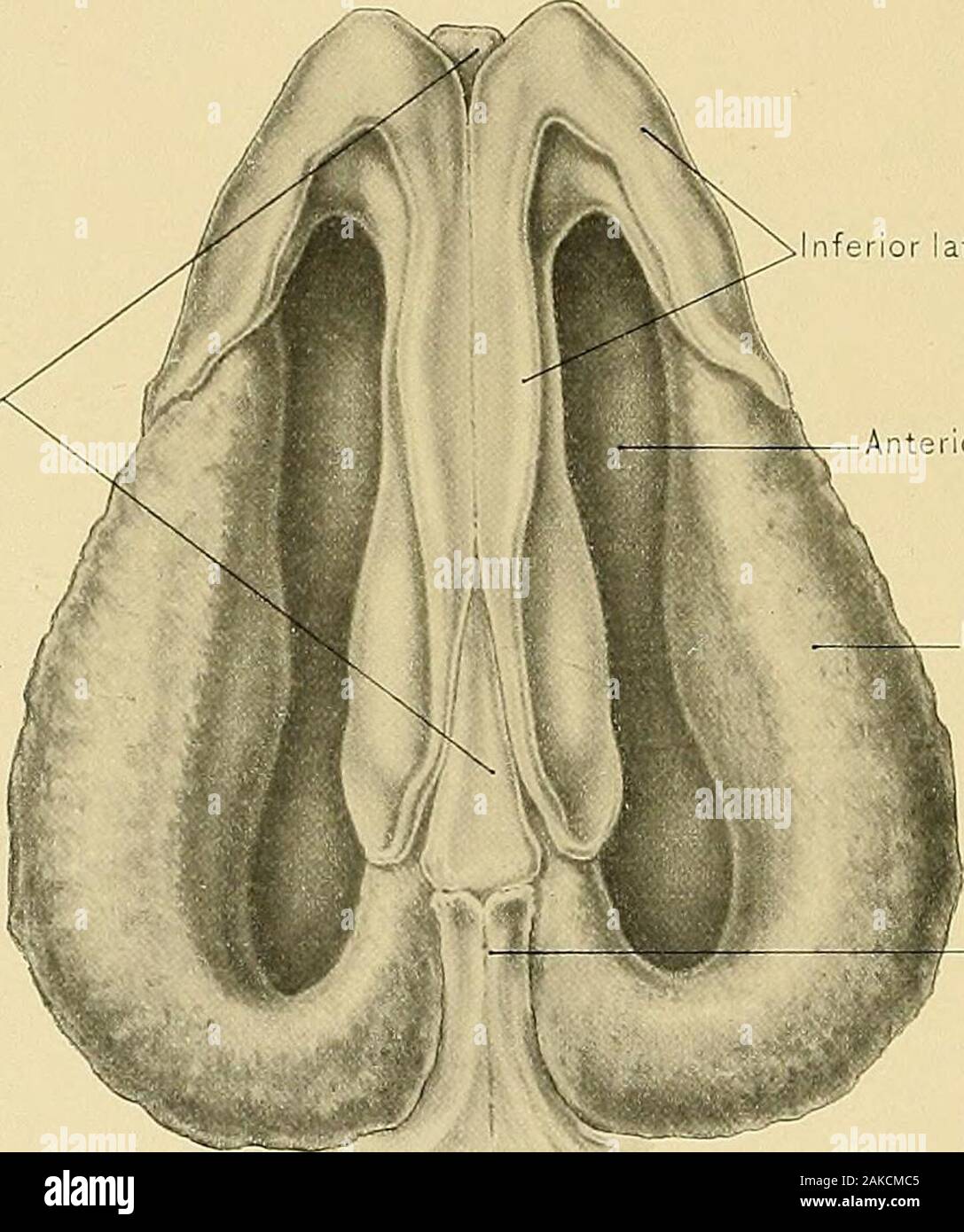 Anatomie chirurgicale : un traité sur l'anatomie humaine dans son application à la pratique de la médecine et de la chirurgie. Sésamoïdes cartilages cartilage latéral inférieur du tissu fibreux de l'ala de cartilages latéraux nez NEZ DE PLAQUE 287.CCXIX. Septum de cartilage du nez. ateral tissu fibreux cartilage d'ala de l'nez spineof nasale antérieure maxillaire supérieure DES CARTILAGES À LA BASE DU NEZ,PLAQUE 290 CCXX. Plaque verticale de l'ethmoïde sinus Sphénoïdal Banque D'Images