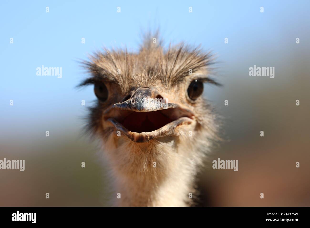 Autruche Drole En Afrique Photo Stock Alamy
