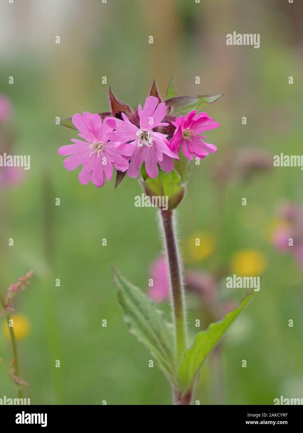 Close-up des fleurs rouge pf (Silene dioica) Banque D'Images