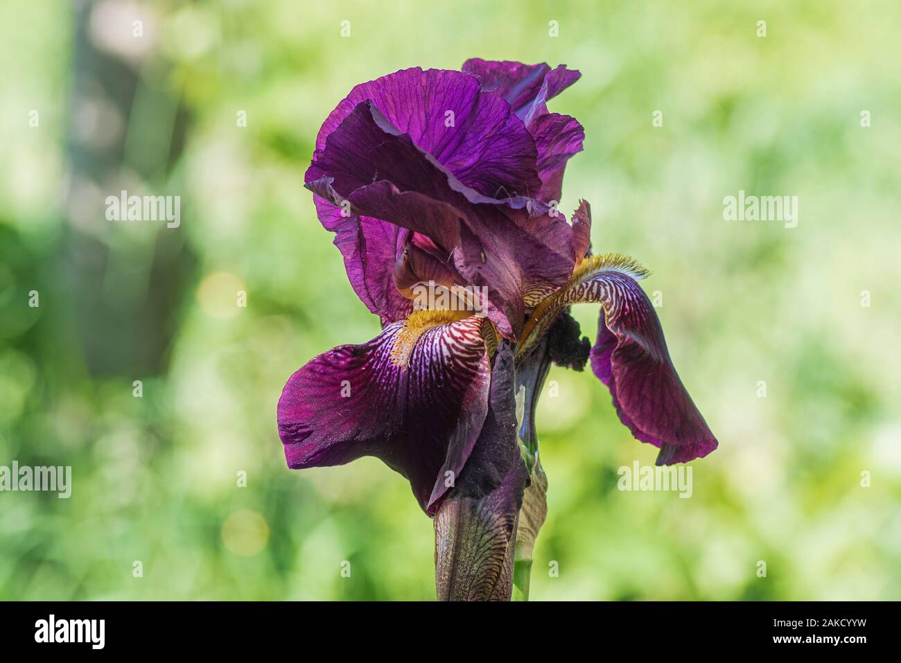 Blooming purple iris sur un fond naturel vert clair.Summer bloom de fleurs. Banque D'Images