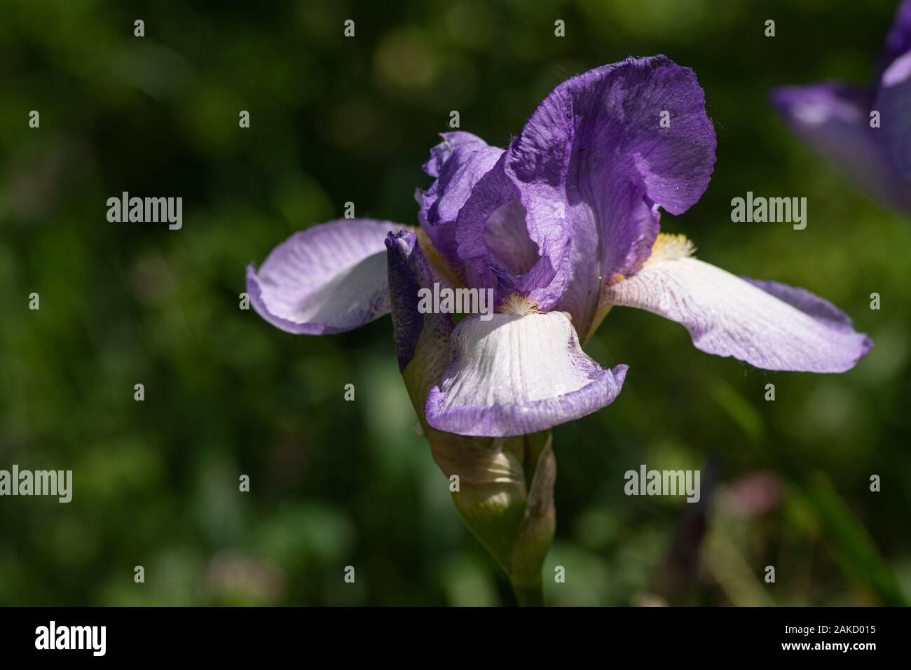 Blooming purple iris sur un fond naturel vert clair.Summer bloom de fleurs. Banque D'Images