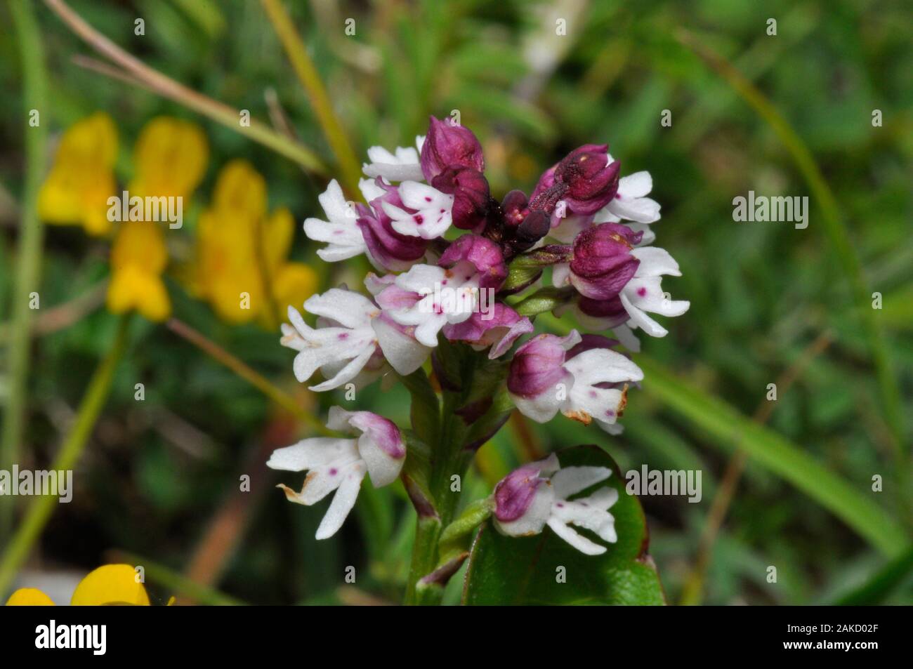 Neotinea ustulata 'Orchidée brûlée' trouvé sur d'anciennes prairies calcaires, court,.forme précoce,fleurs de mai à juin. Wiltshire, Royaume-Uni. Banque D'Images