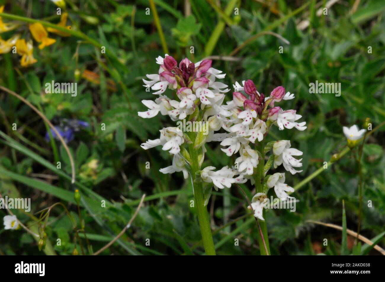 Neotinea ustulata 'Orchidée brûlée' trouvé sur d'anciennes prairies calcaires, court,.forme précoce,fleurs de mai à juin. Wiltshire, Royaume-Uni. Banque D'Images