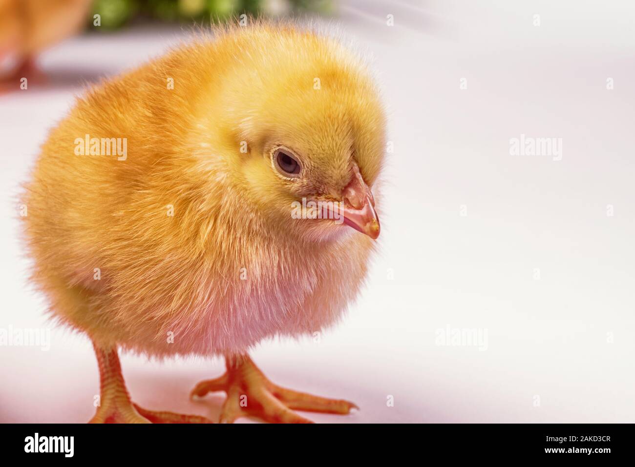 Poussin jaune, peu de nouveau-né. poulet poulet jaune sur fond clair. Banque D'Images Poussin jaune, peu de nouveau-né. poulet poulet jaune sur fond clair. Banque D'Images