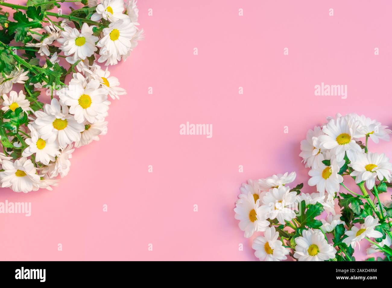 Vue de dessus de la composition de fleurs avec des chrysanthèmes blancs sur fond rose doux Banque D'Images