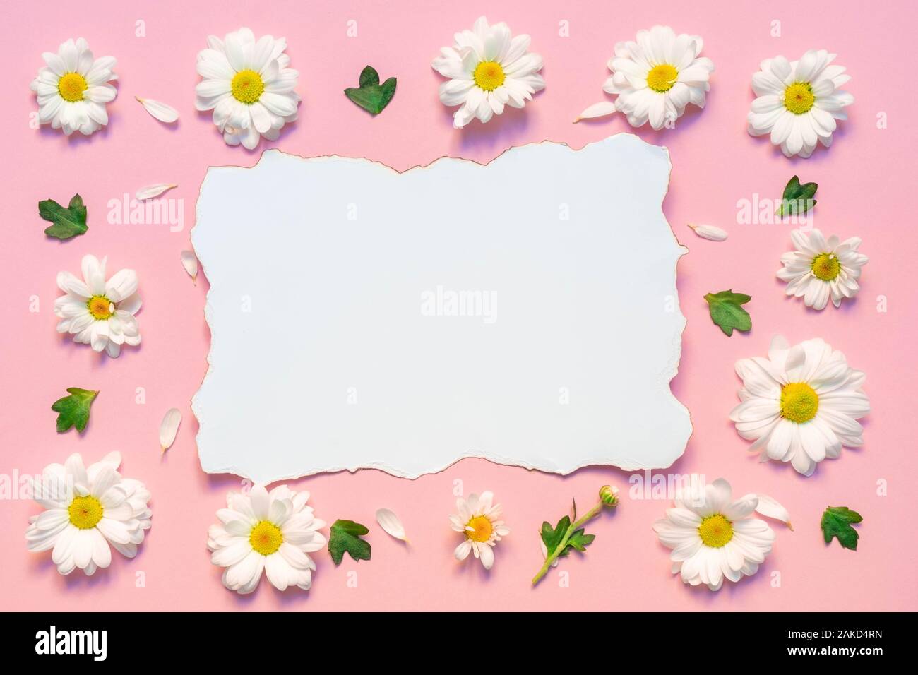 Composition de fleurs avec fleurs chrysanthème blanc, feuilles vertes, pétales blanc et blanc papier vide liste sur fond rose Banque D'Images