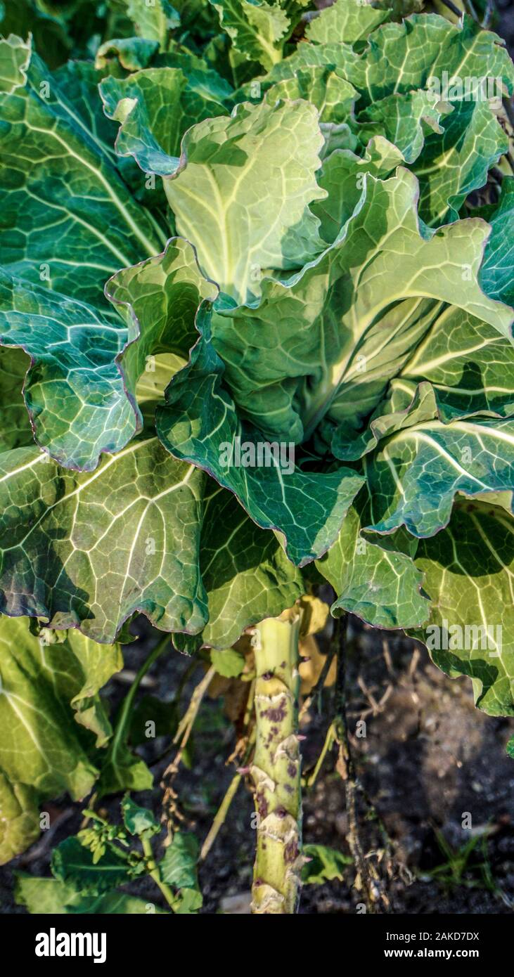 Gros plan des feuilles de chou Banque D'Images