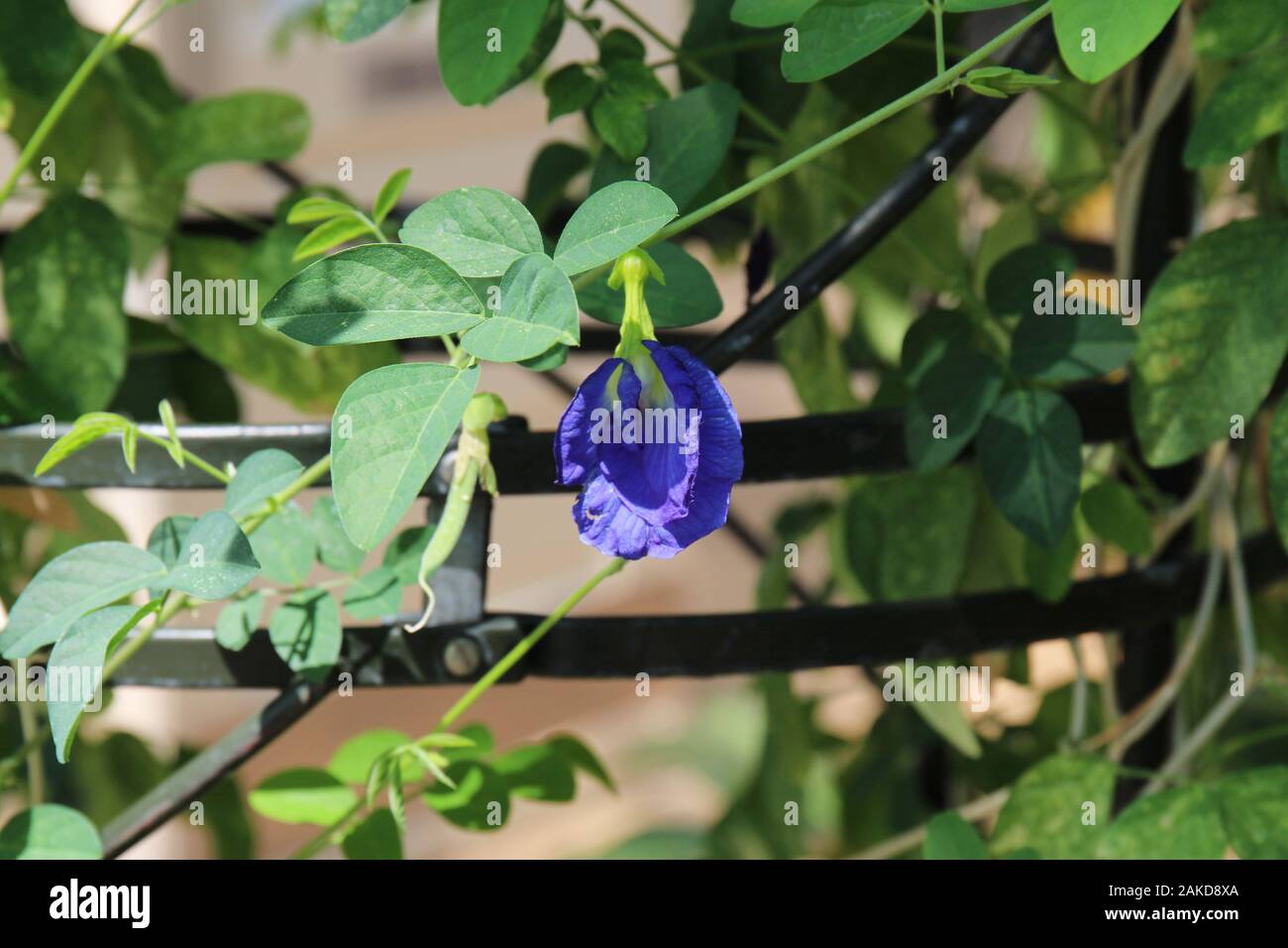 Gros plan d'une fleur sur une plante de pois papillon sur un treillage circulaire noir Banque D'Images