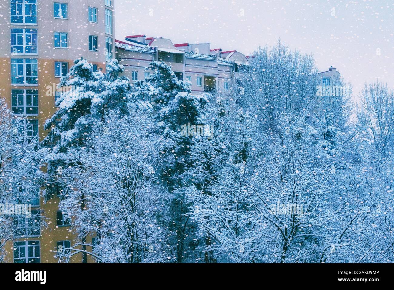 Immeuble en hiver avec de beaux arbres couverts de givre sur l'avant. Neige de décembre. Snowy europen ville. Banque D'Images