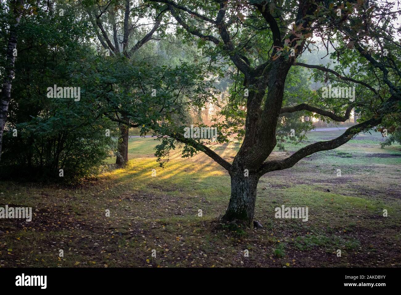 Rayons brillent à travers les arbres en forêt, Turku, Finlande. Banque D'Images