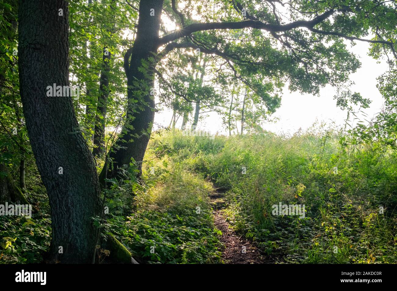 Rayons brillent à travers les arbres en forêt, Turku, Finlande. Banque D'Images