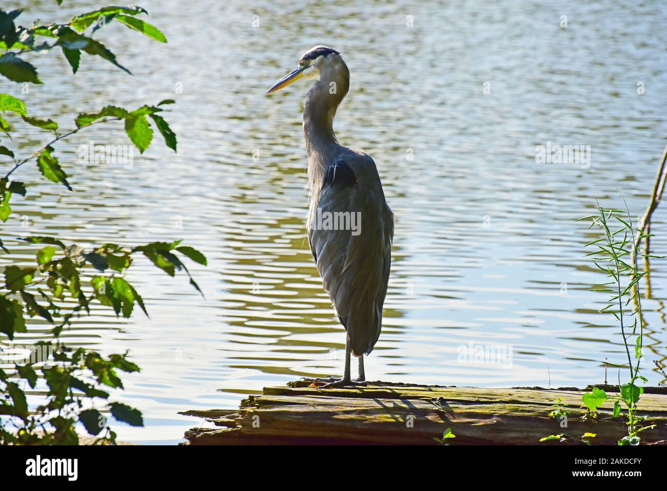 Grand Héron (Ardea herodias) Article Journal de l'AIIO dans Lost Lagoon, le parc Stanley, Vancouver, C.-B..Canada Banque D'Images Grand Héron (Ardea herodias) Article Journal de l'AIIO dans Lost Lagoon, le parc Stanley, Vancouver, C.-B..Canada Banque D'Images