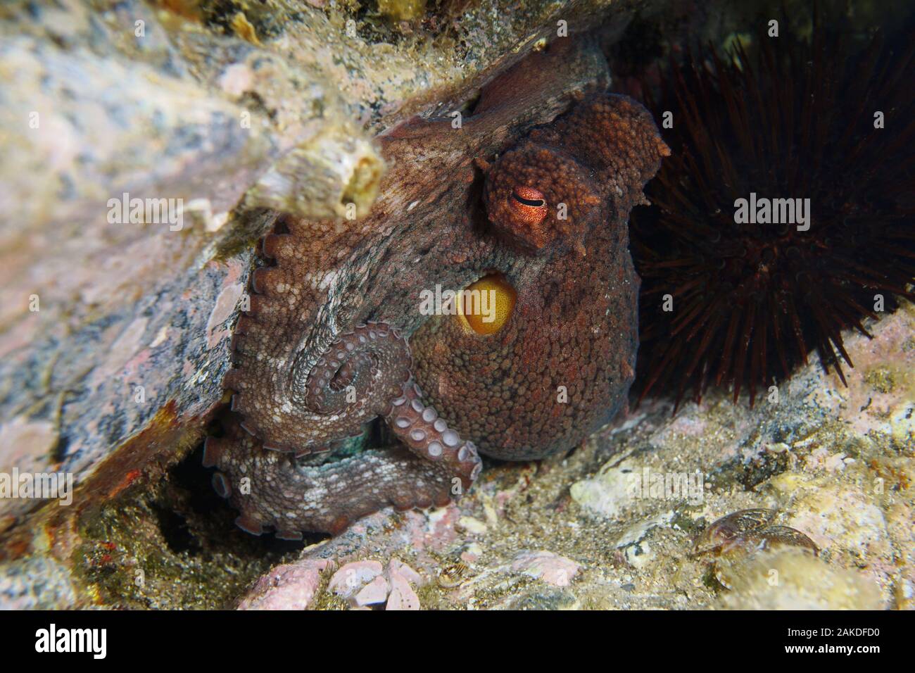Close-up d'une pieuvre sous l'eau dans la mer Méditerranée, la France, l'Occitanie Banque D'Images