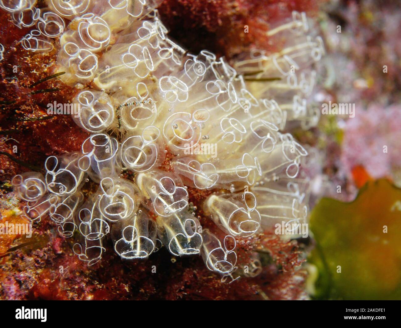 Tunique transparente de lampe sea squirt, Clavelina lepadiformis, Fonds sous-marins dans la mer Méditerranée, la France, l'Occitanie Banque D'Images