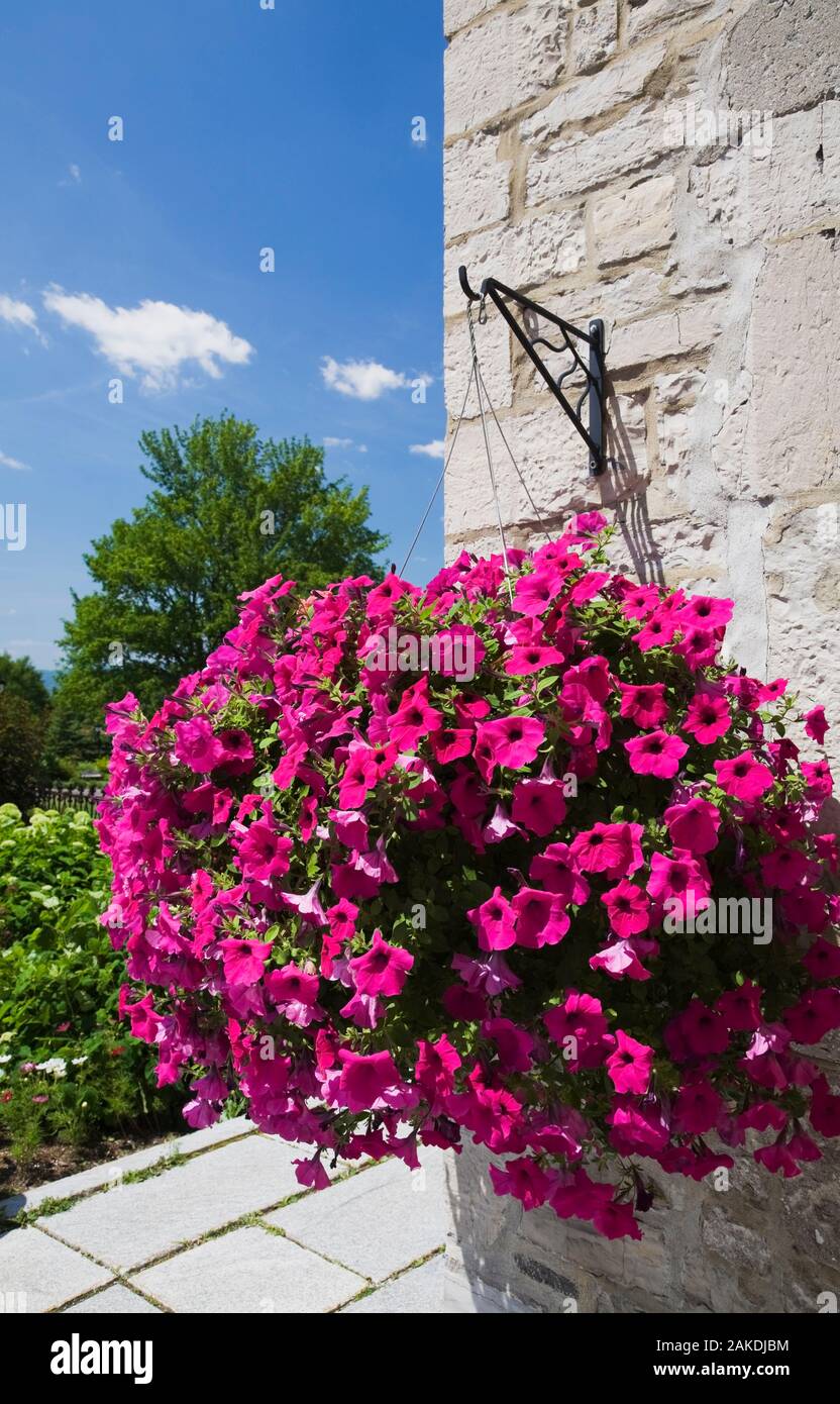 Panier de fleurs suspendus sur le mur de pierre avec les feuilles de Petunia x hybrida 'Purple Wave' - pétunia dans l'été. Banque D'Images