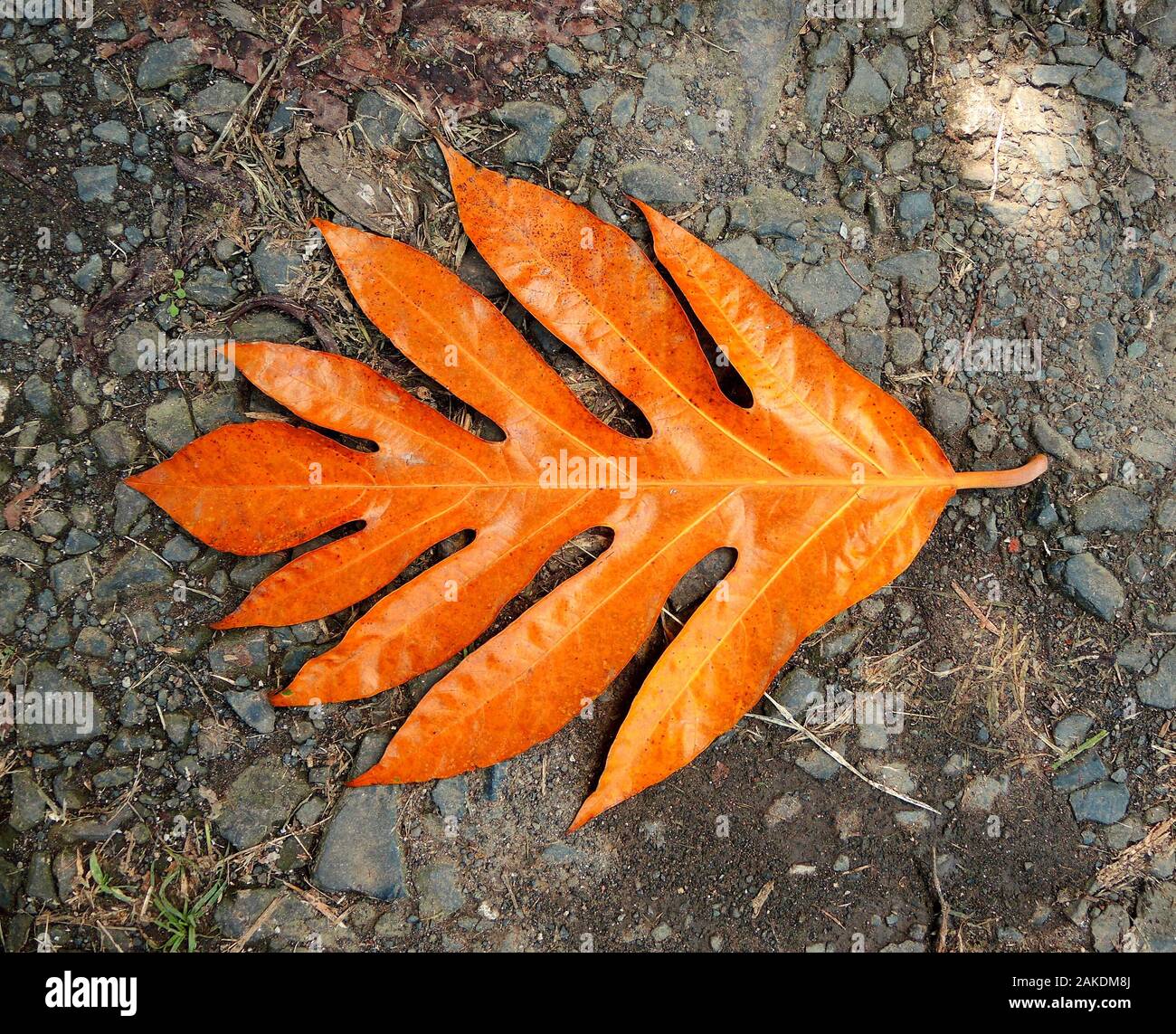 Belles feuilles colorées d'un arbre à pain sur un fond naturel, la nature des îles des Caraïbes. Banque D'Images