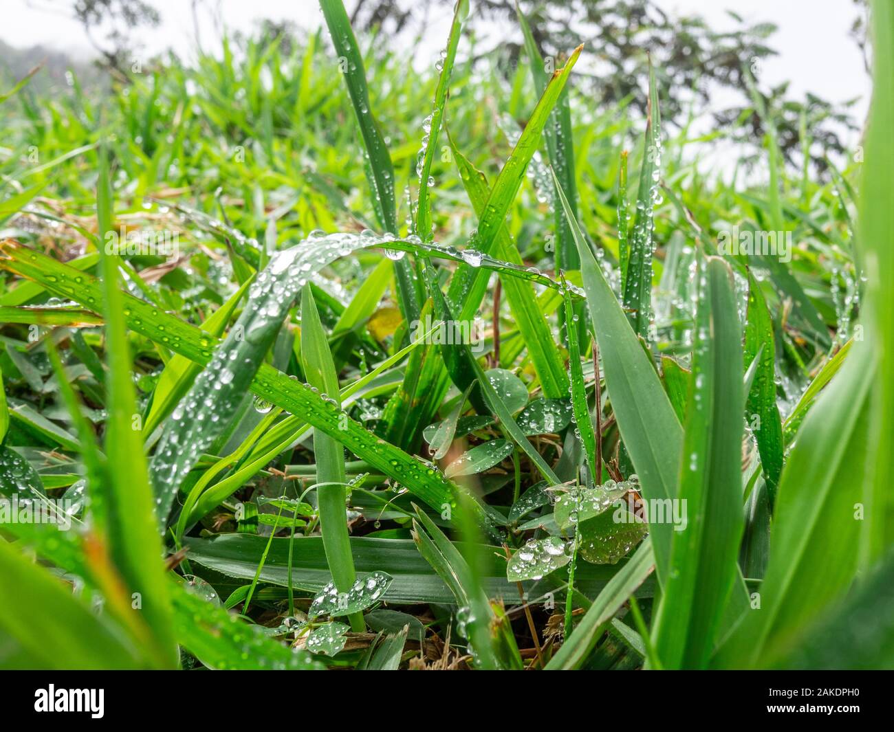 L'herbe verte avec des gouttes de rosée Banque D'Images