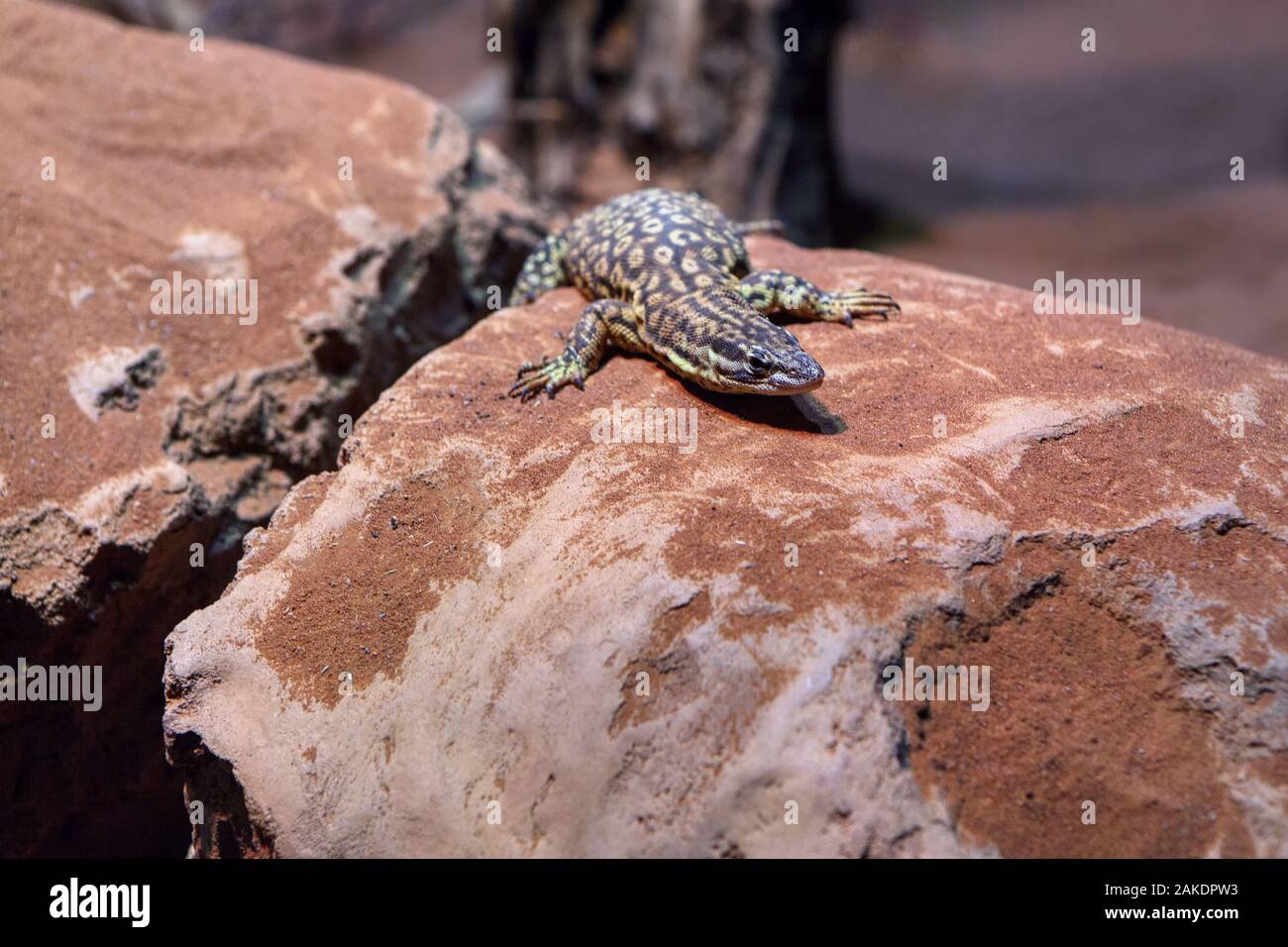 Lazy Lizard debout sur la pierre Banque D'Images