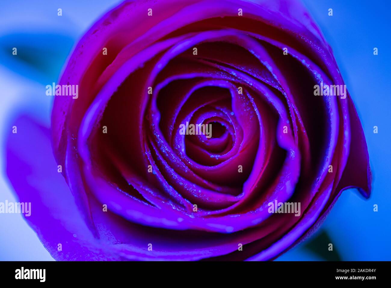 L'analyse macro tête rose punchy dans des tons bleu magenta - faible profondeur de champ Banque D'Images