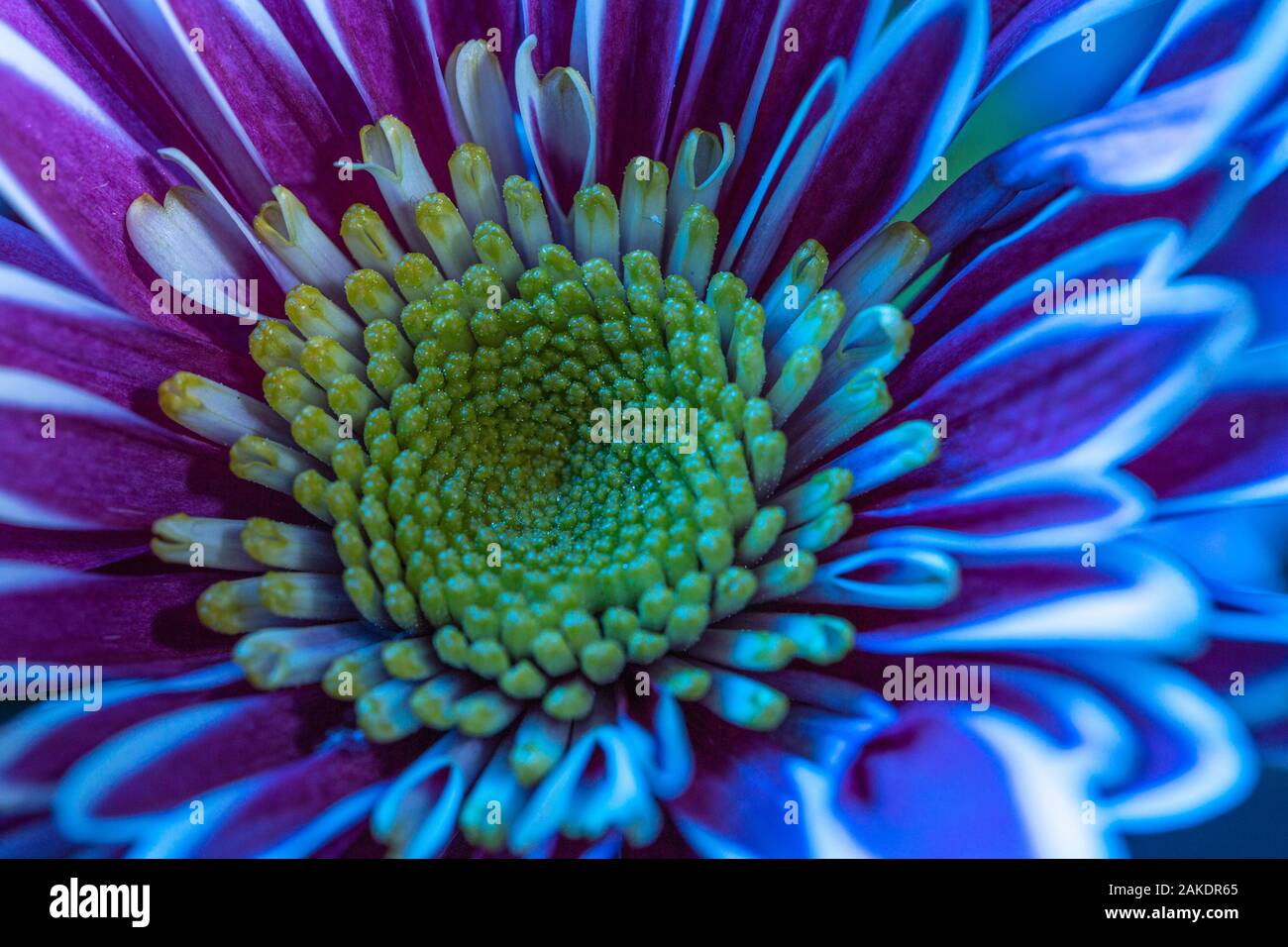 Fleur avec pétales aux couleurs bleu magenta - macro shoot Banque D'Images