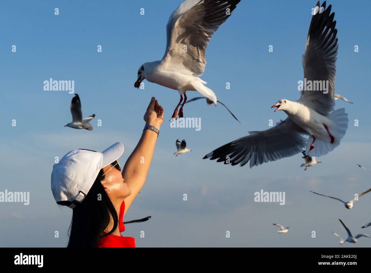 Bang Pu, Samut Prakan, Thaïlande - 06 janvier 2020 : l'alimentation l'alimentation asiatique femme voyageur à la migration des oiseaux mouette en été. Bang Pu est célèbre R Banque D'Images