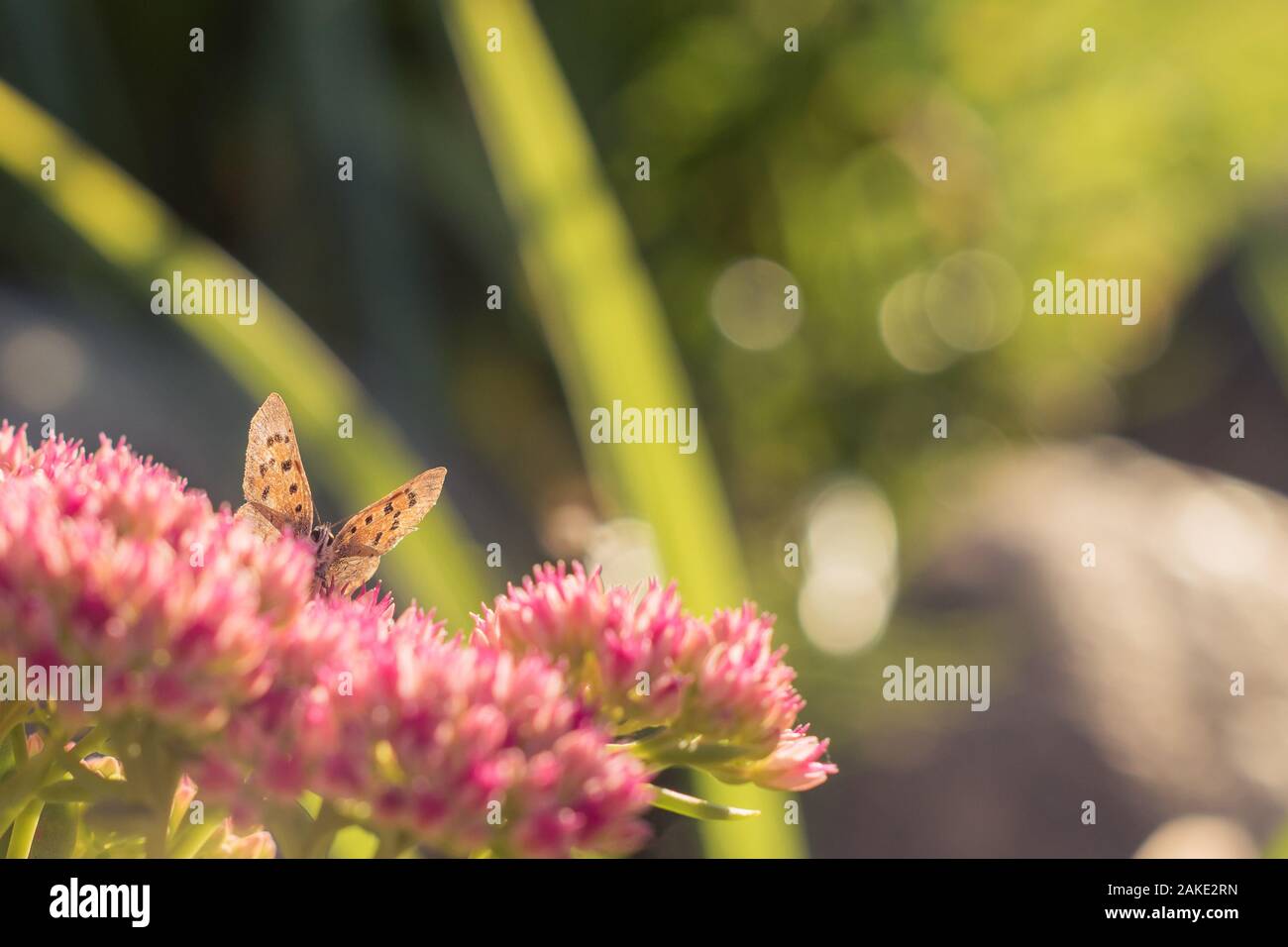 Aglais urticae, petites écailles de papillon sur les fleurs roses, Beau papillon avec fond naturel dans le jardin. Banque D'Images