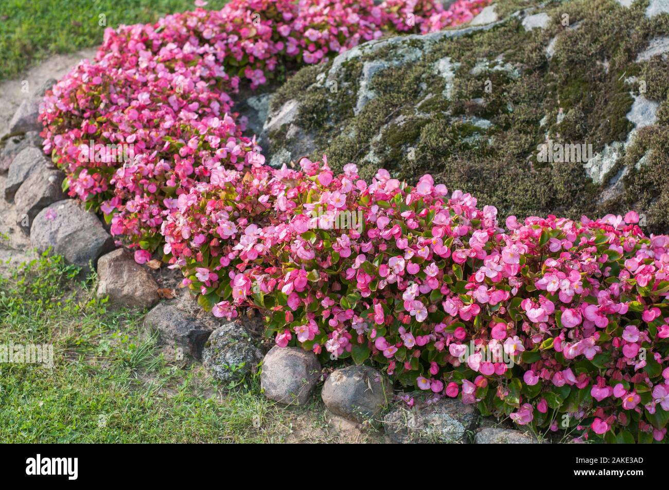 De minuscules fleurs roses en pierre mur bas dans le jardin. Les fleurs du printemps avec un fond vert. Banque D'Images