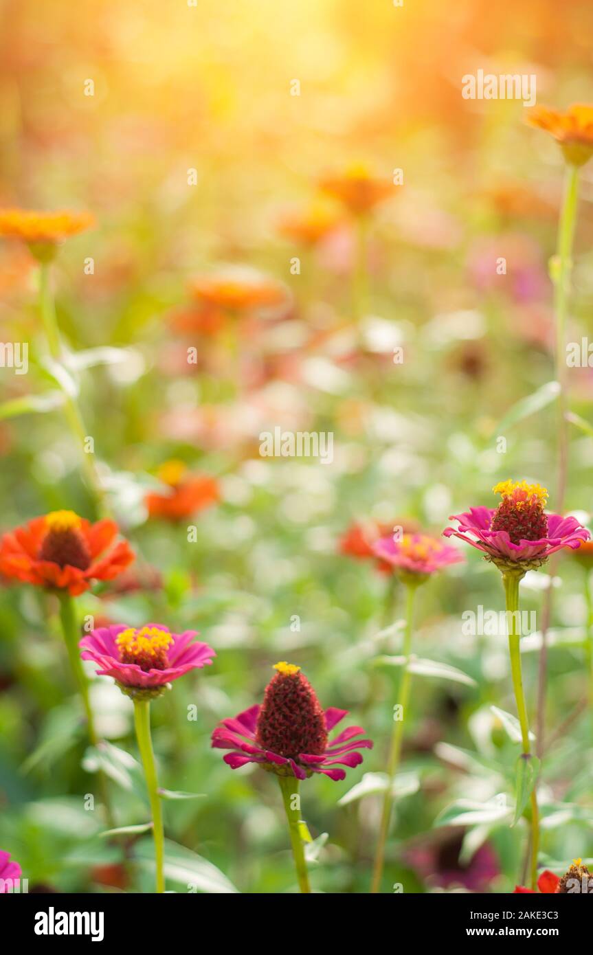Violet Rose Fleurs ensoleillées avec Gerbera Daisy. Banque D'Images