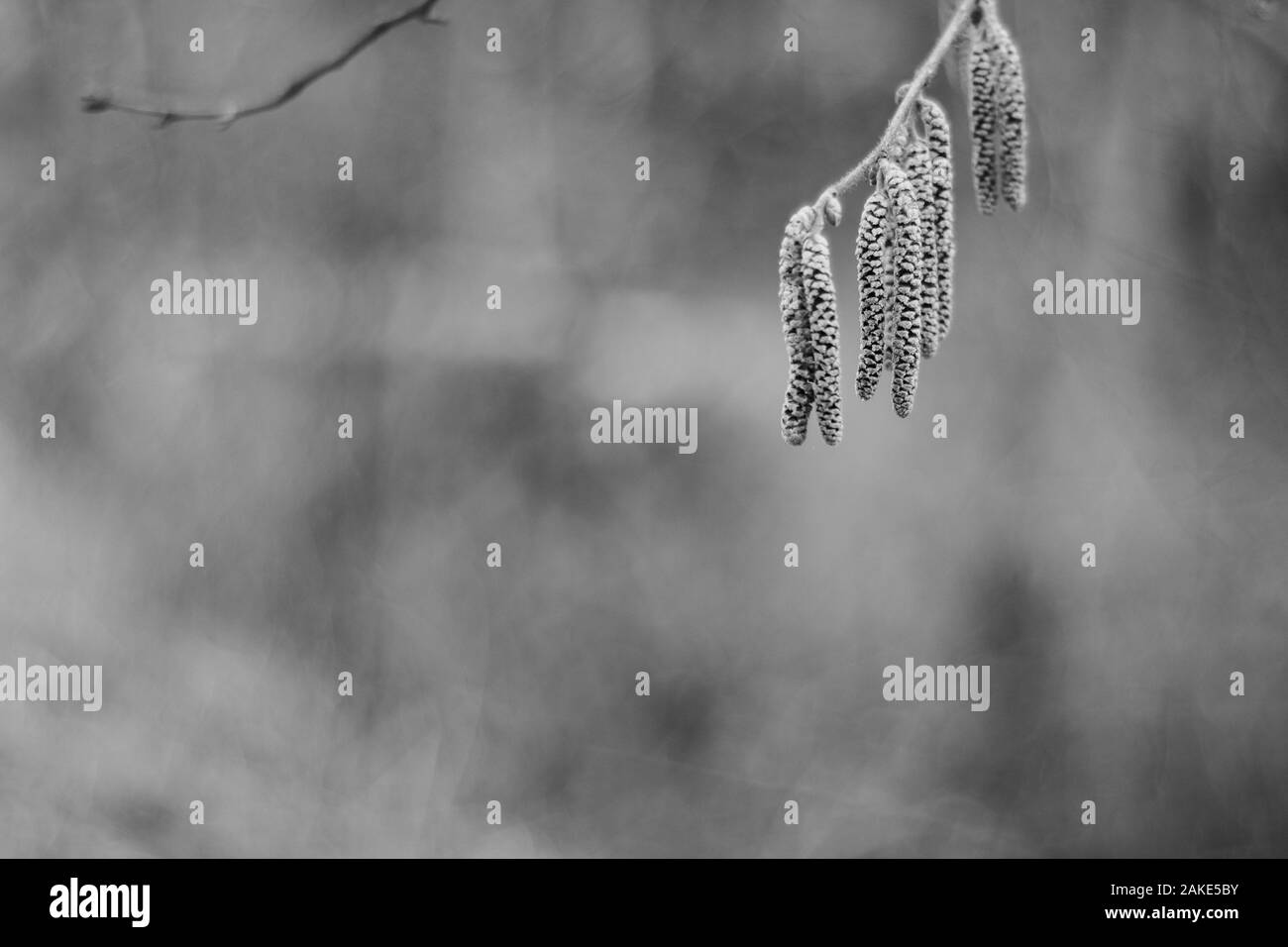 Photo de gros plan un bouleau chatons sur un fond brun naturel. Banque D'Images