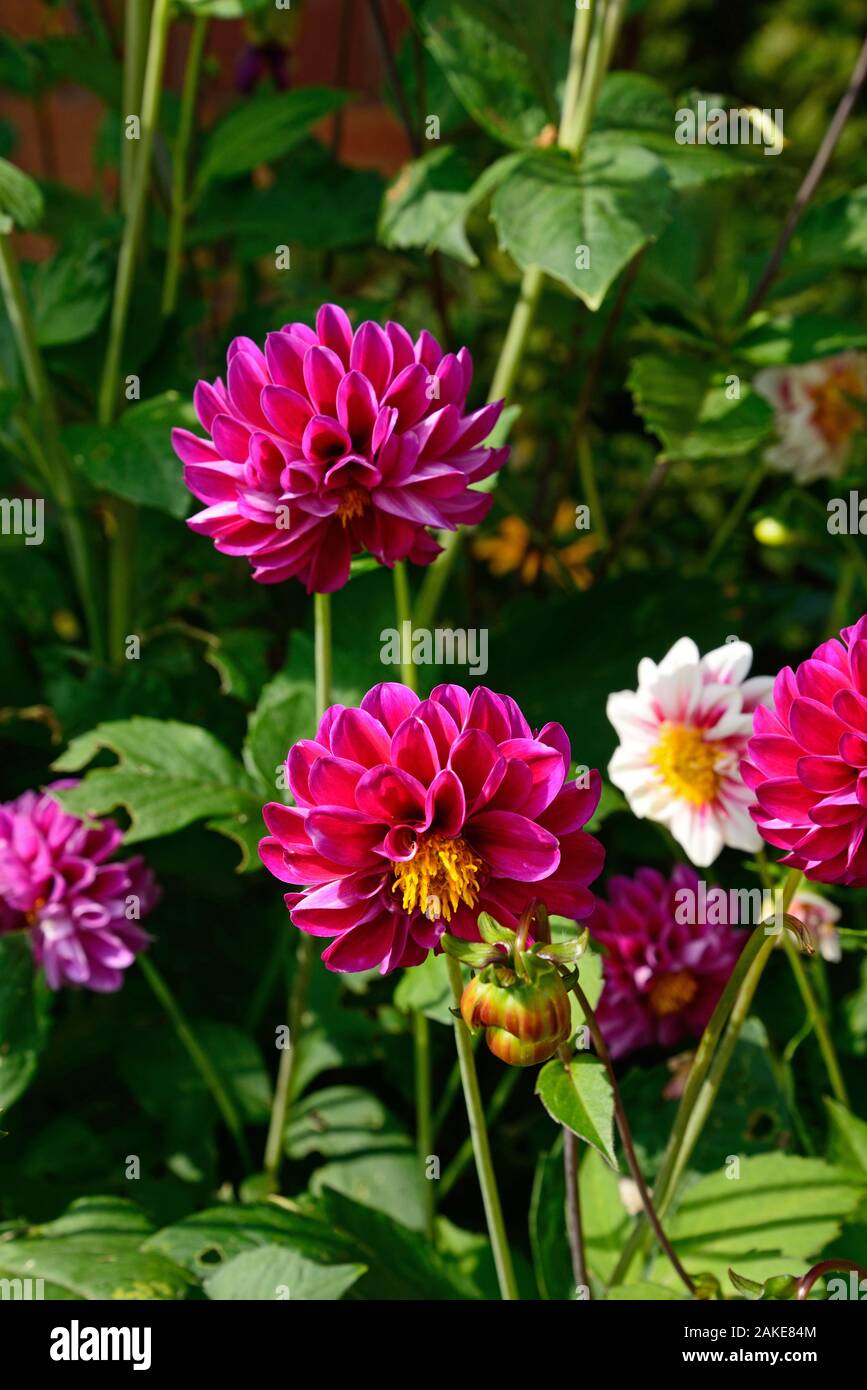 Dahlia assortis de plantes poussant en été, UK Banque D'Images