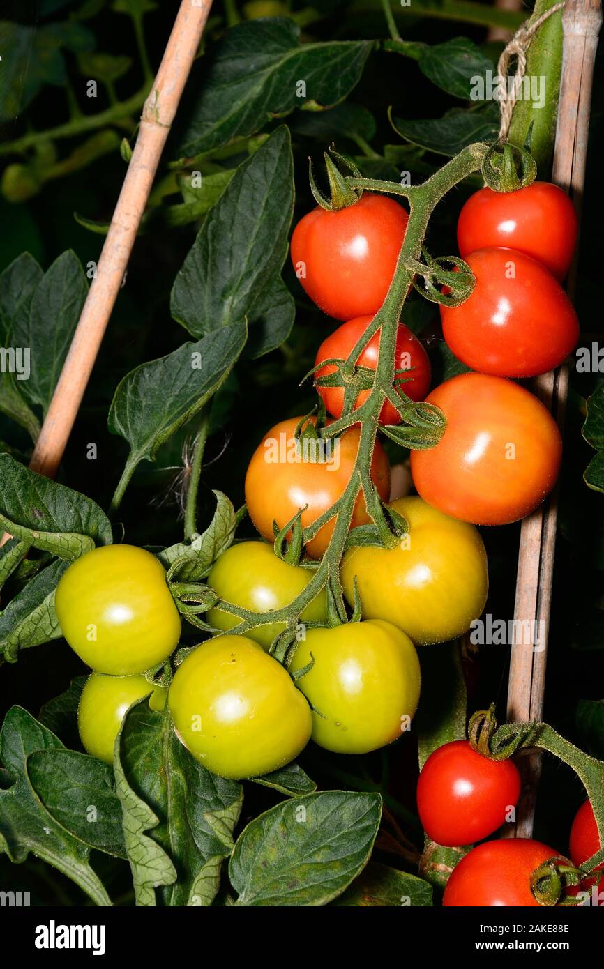 Le Mountain Magic variété de tomates mûrir sur la vigne, UK Banque D'Images